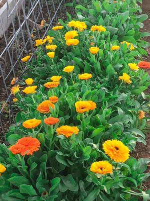 Lorvox Calendula mix Colour Flower Seed(100 per packet)