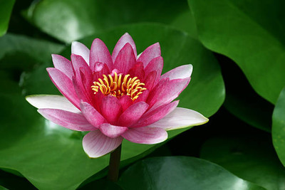 KNESSiN lotus,kamal gatta Seed(10 per packet)