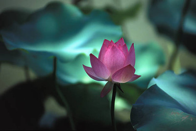 dorvik collections lotus,kamal gatta Seed(10 per packet)
