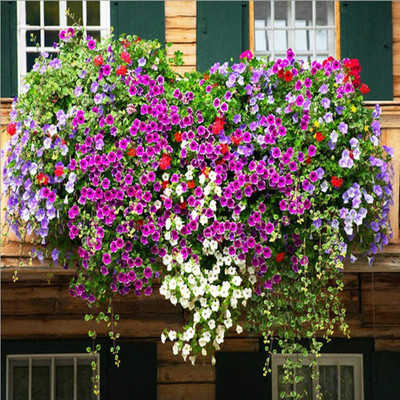 CYBEXIS XL-29 - Mixed Petunia Climbing Flower - (60 Seeds) Seed(60 per packet)