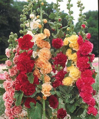 XOLDA Exotic holly hock Seed(48 per packet)