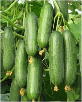 Qualtivate HYB-3A Hybrid Beit Alpha Cucumber Seed(300 per packet)