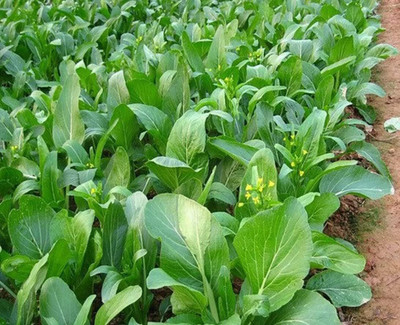 WILLVINE VNR -VII Yu Choy Sum Seeds Chinese Cabbage [10g] Seed(3000 per packet)
