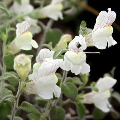 CRGO ANTIRRHINUM Seed(15 per packet)