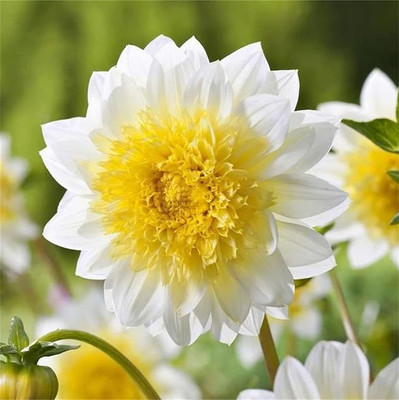 CYBEXIS LXI-39 - Unique Blue Fireball Dahlia Mixed Color - (180 Seeds) Seed(180 per packet)