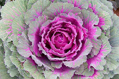 KANAYA Ornamental Cabbage / kale Mix Heirloom Flower Seed(84 per packet)