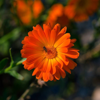 Quentova Calendula- Ball's Improved Orange-NCS Seed(40 per packet)
