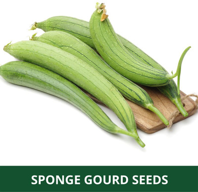 Qualtivate PUA-6A Sponge Gourd Tori Torai Hybrid Seeds Seed(50 per packet)