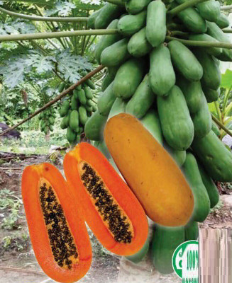 Farmonix Papaya Fruit Seeds Seed(150 per packet)