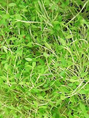 CYBEXIS XLL-69 - Parsley - Evergreen - (750 Seeds) Seed(750 per packet)
