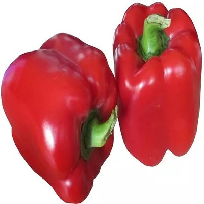 Quentova Capsicum/Shimla Mirch/Bell Pepper-7N-SWAT Seed(50 per packet)