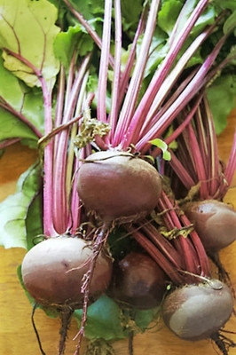 MYLAWN Beetroot - Red Ace Seed(2000 per packet)