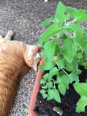 VibeX PUAS-43 - Nepeta Cataria Common Catmint - (1500 Seeds) Seed(1500 per packet)