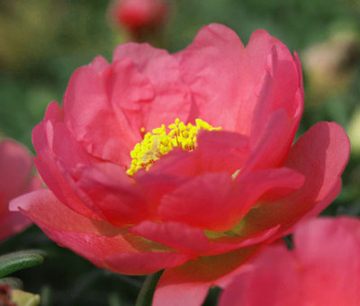 Seedsqlty portulaca hybrid mixed flower seeds, high germination (10 seeds) Seed(10 per packet)