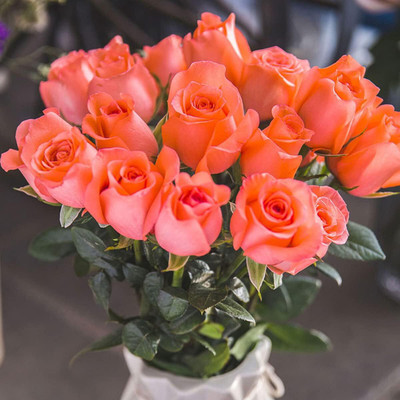 Qualtivate HUA-8A Bright Pink Rose Seeds Seed(25 per packet)