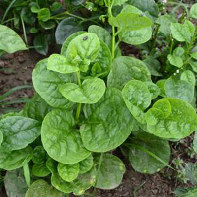 CYBEXIS Viable Ceylon Spinach Seeds2000 Seeds Seed(2000 per packet)