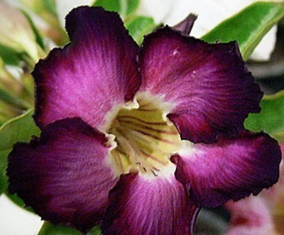 Qualtivate VVI-297 Purple & Violet Desert Rose Seed(30 per packet)