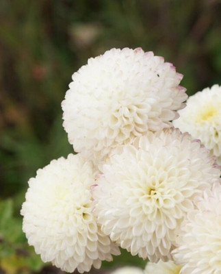 Quentova SNOWBALL CHRYSANTHEMUM-3H-CTU Seed(75 per packet)