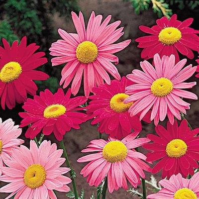 XOLDA Exotic daisy mix Seed(15 per packet)