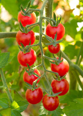 AK AGRO HYBRID SEEDS tomato Seed(120 per packet)