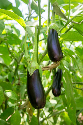 Kodali Hybrid F1 Brinjal Seeds Pack Of 38 Seed(38 per packet)