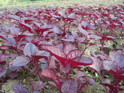 BDSresolve Spinach Seeds For Home Garden PACK OF 7770 Seed(7770 per packet)