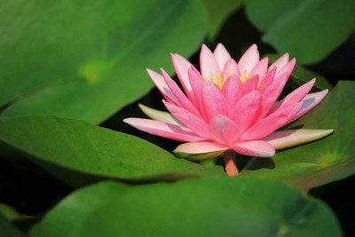 Digibusy lotus,kamal gatta Seed(11 per packet)