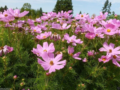 CYBEXIS ATS-16 - COSMOS -DWARF PINK - Tolerates poor dry soil - Flowers - (90 Seeds) Seed(90 per packet)