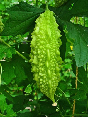 KNESSiN F1 Hybrid Seeds Bitter Gourd Seed(100 per packet)