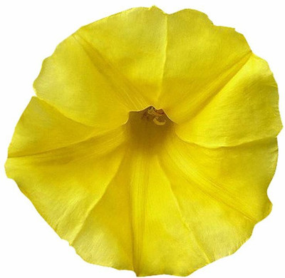 KANAYA Morning Glory Floer Seeds For Kitchen Gardening Seed(53 per packet)