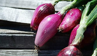 WILLVINE AMR -IX Welsh Onion Red Seeds [50g] Seed(30000 per packet)
