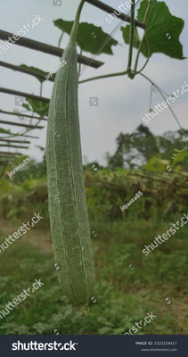 Paudhaa F1 best quality RIDGE GOURD Seed(15 per packet)