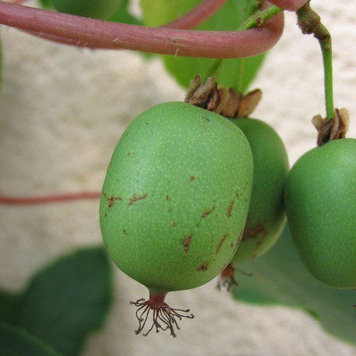 KNESSiN Rare Cold-Tolerant Kiwi Seeds Seed(25 per packet)