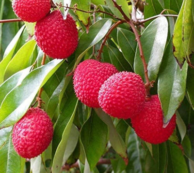 kranti farms Litchi Seed(10 per packet)