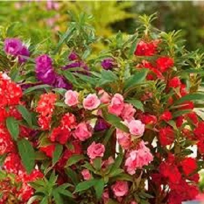 Seedsqlty balsam flower seeds for home garden Seed(70 per packet)