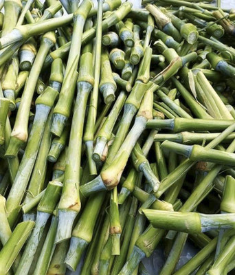 Nak Super Napier Grass Stick Seed(25 per packet)