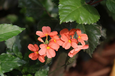 surmul kanakambaram-firecracker-crossandra Seed(23 per packet)