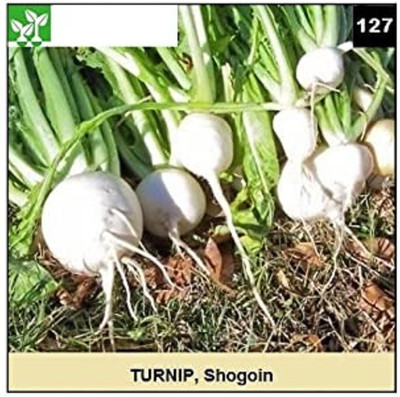 CYBEXIS SHOGOIN TURNIP2000 Seeds Seed(2000 per packet)