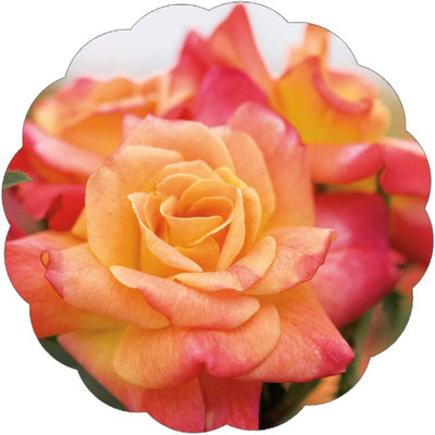 CYBEXIS NBIR-93 - Apricot Pink Orange Climbing Rose - (100 Seeds) Seed(100 per packet)