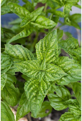 Qualtivate NBIR-27 Basil,Lettuce Leaf seeds Seed(1000 per packet)