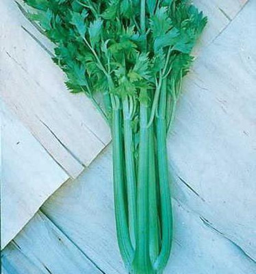 CYBEXIS VVI-89 - Tango Hybrid Celery - (250 Seeds) Seed(250 per packet)