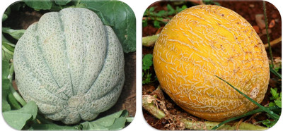 CHILLATAI COMBO MULAAM PAZHAM AND KIRNI SEEDS - Pack of Each 20 Seeds Seed(20 per packet)