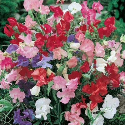 LASMA Sweet Pea Dwarf Bijou Mix Seed(50 per packet)