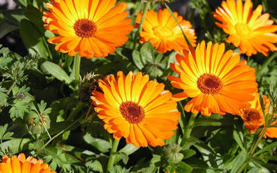 Lorvox Calendula Double Mixed Color Flower Hybrid Seed(54 per packet)