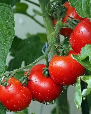 Qausain Vegetables Seeds Cherry Tomato F1 Hybrid Seeds For Home Gardening Pack Of 70 Seed(70 per packet)