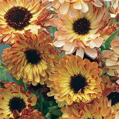 Aro Calendula Seed(11 per packet)