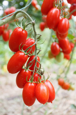 THAMMAR tomato Seed(55 per packet)