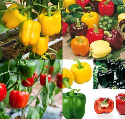 ibains Capcicum combo seeds shimla mirchi beez 25 Seed(25 per packet)