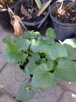 VibeX ® VXI-256 Fish Mint Seeds Seed(200 per packet)