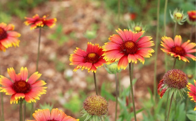 WATIKA Gaillardia Pulchella Seed(20 per packet)